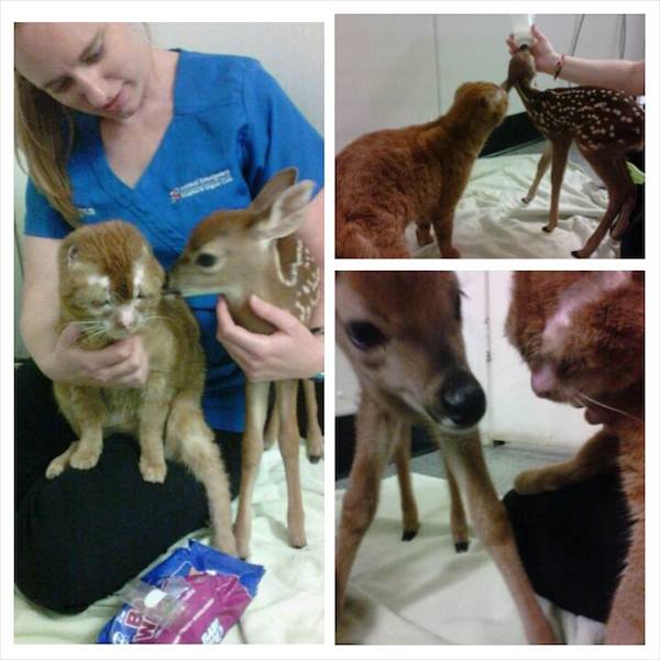 Russell with Darla the fawn