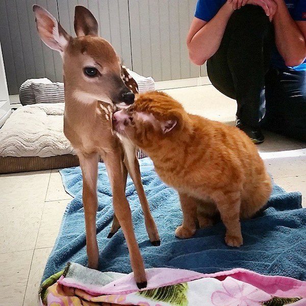 Russell with Darla the fawn