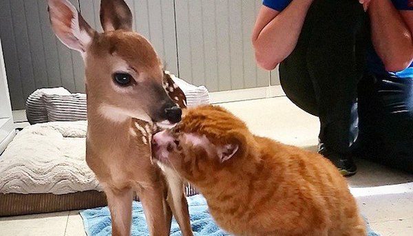 burned cat tends to animals at vet hospital