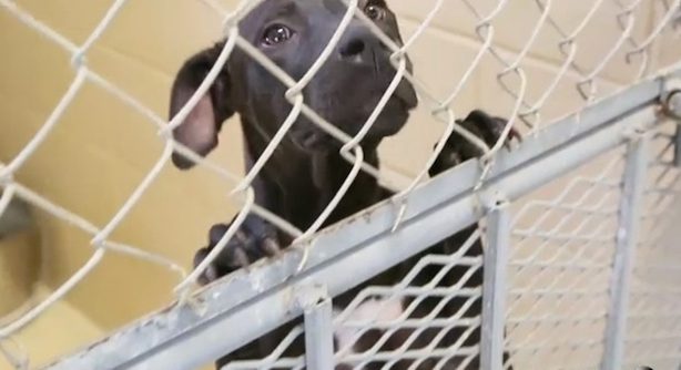 shelter dog becomes K9