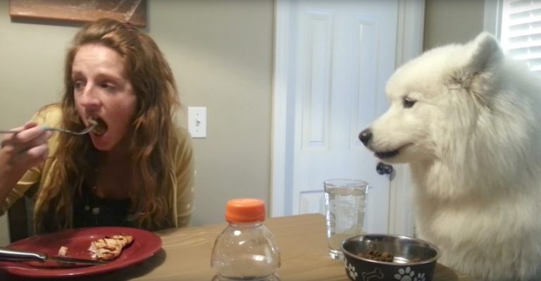 Samoyed Has The Most Excellent Table Manners