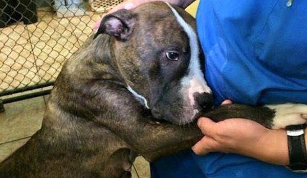 Pit Bull Family Gets Pulled From Death Row Just In Time And Showers Rescuers With Love