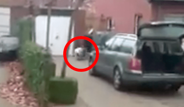 Old English Sheepdogs Squeeze Into Back Of Hatchback To Go For A Ride