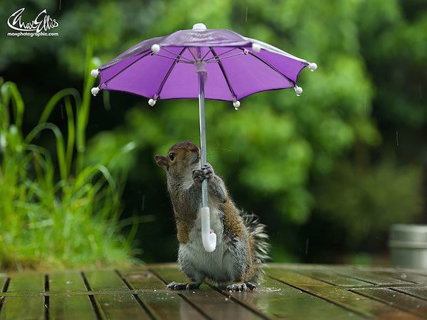 squirrel-umbrella-max-ellis-1