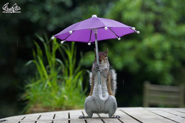 squirrel-umbrella-max-ellis-2