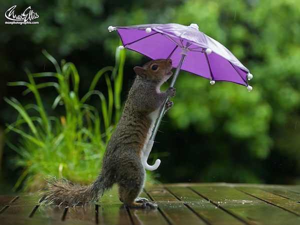 squirrel-umbrella-max-ellis-3