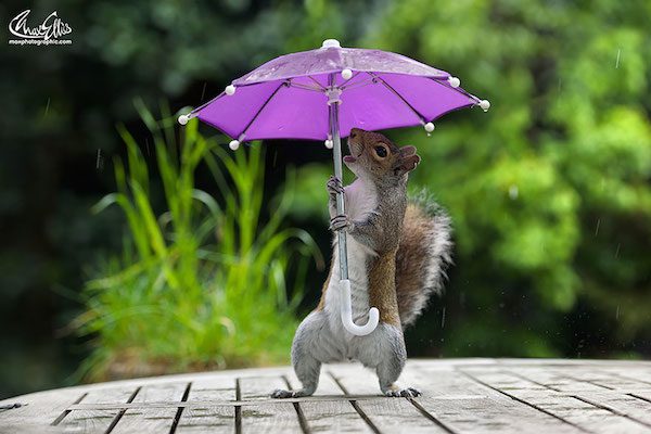 squirrel-umbrella-max-ellis-4
