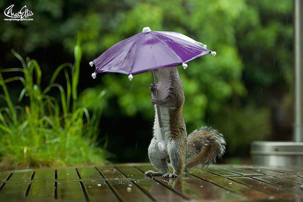 squirrel-umbrella-max-ellis-5