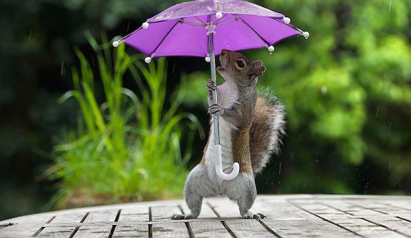 Squirrel with umbrella by Max Ellis