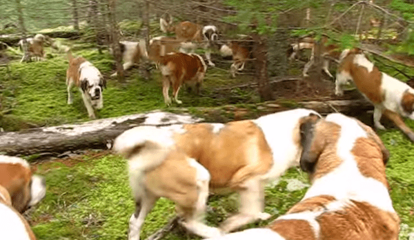 Pack of St. Bernards