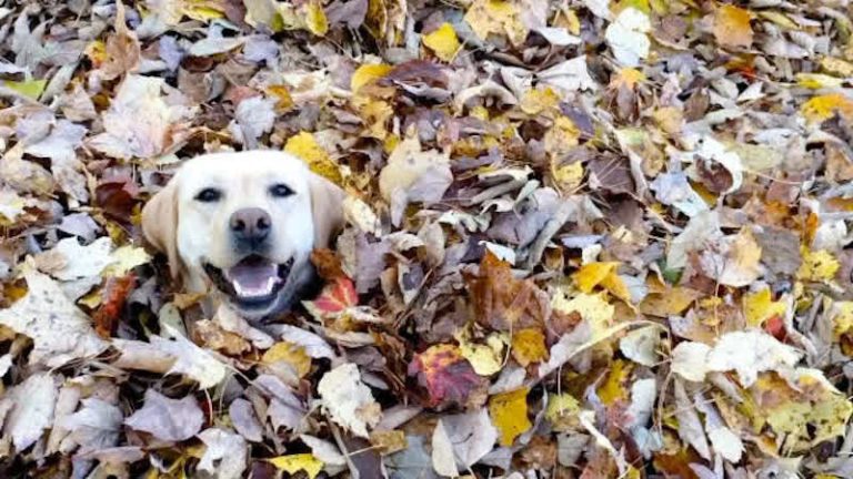 Cute Dog Absolutely Loves Jumping In Fall Leaves