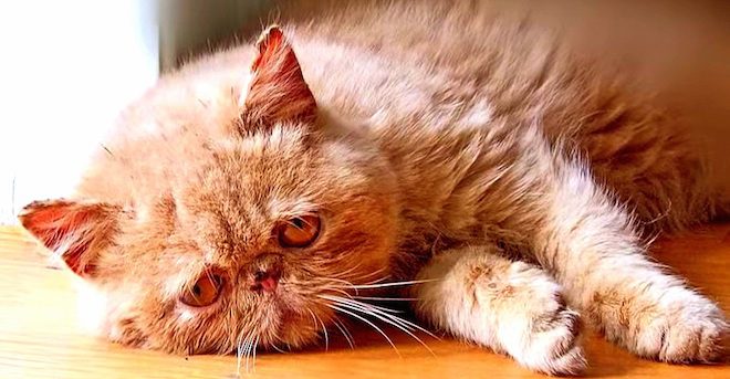 Rescuer Writes Impassioned Letter To Person Who Surrendered Their Healthy 17-Year-Old Cat