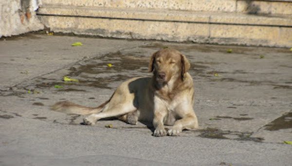 golden retriever stray