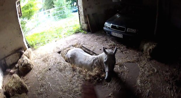 stuck horse