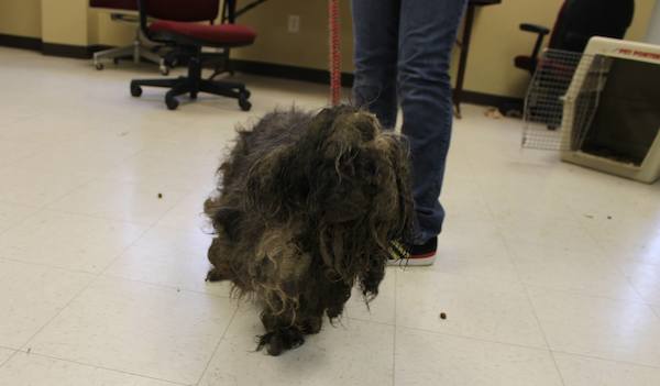 Sury was dumped outside animal rescue