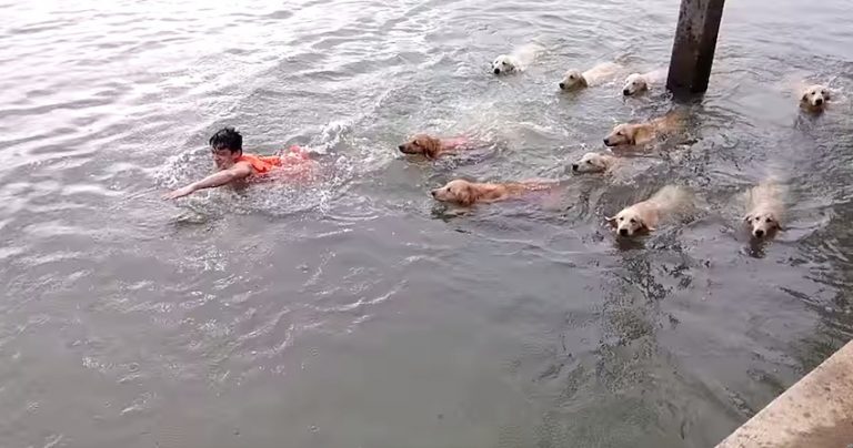 Man Goes Swimming With A Pack Of Happy Golden Retrievers