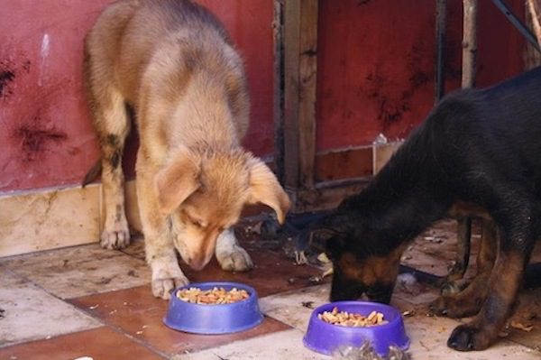 tar-dogs-rescued