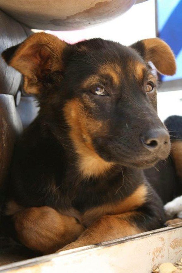 tar-puppy-cleanup