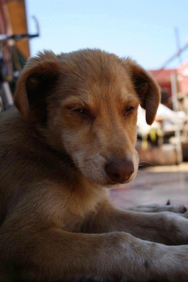 tar-puppy-cleanup2
