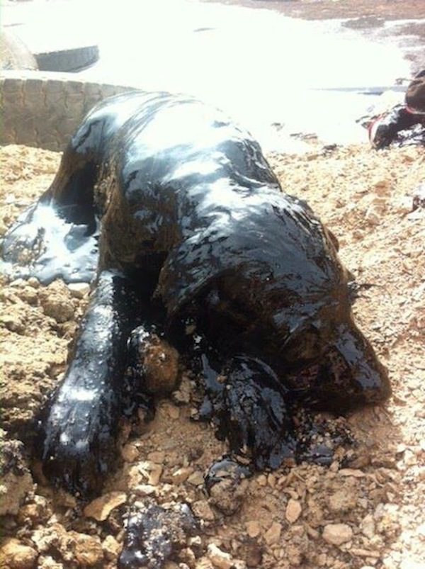 tar-puppy