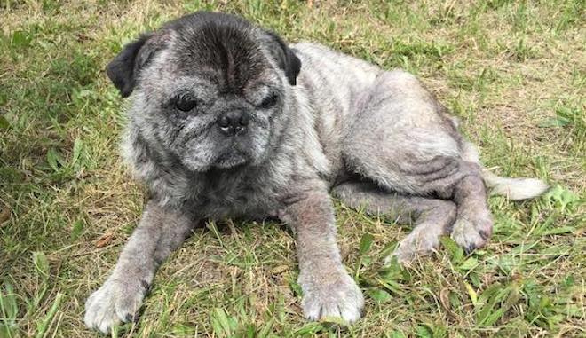 12-Year-Old Girl Saves Elderly Pug Thrown From Moving Car In Garbage Bag