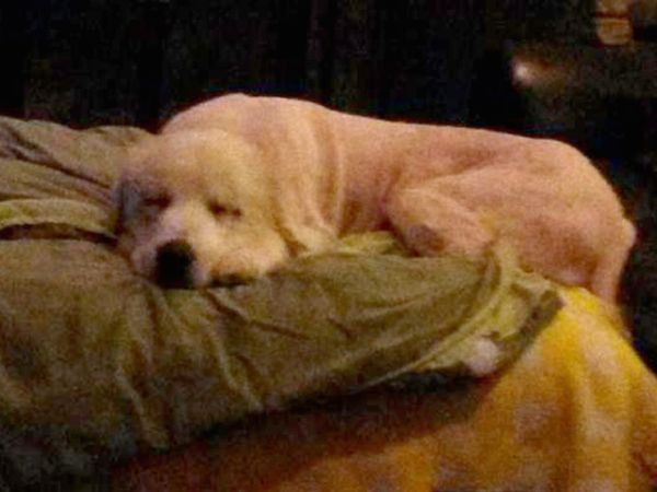 tornado-dog-2