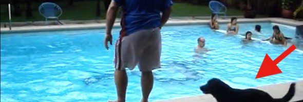 dog pushes people into pool