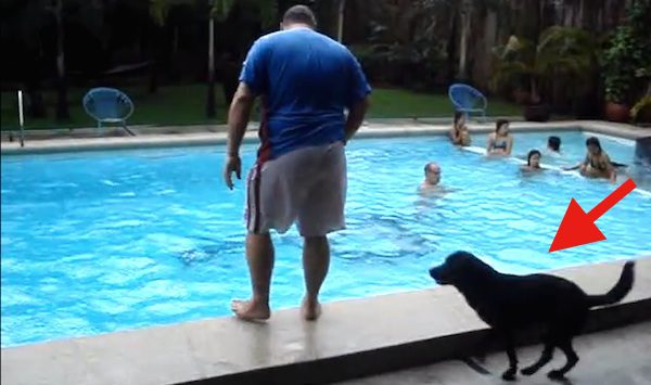 dog pushes people into pool
