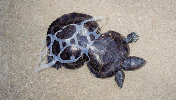 Peanut the turtle