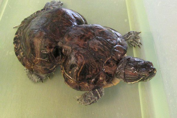Peanut the turtle