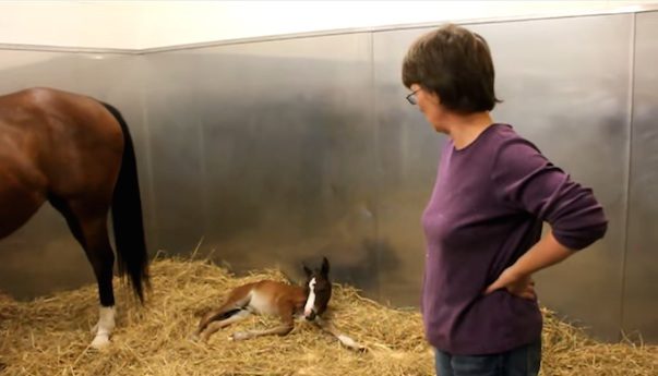 horse gives birth to twin foals