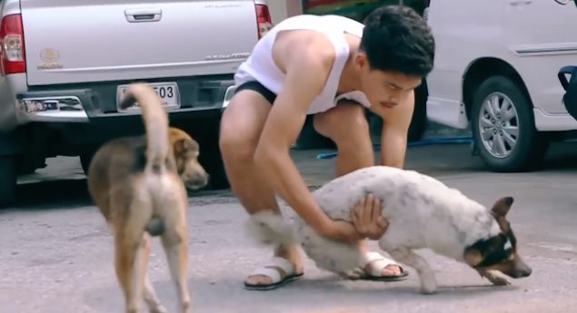 washing stray dogs