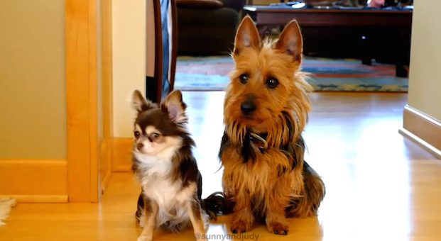 guilty dogs