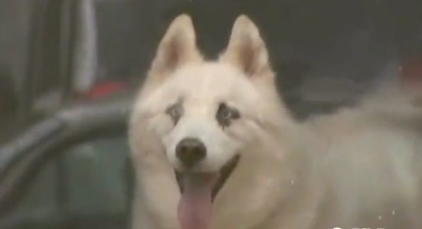 Zander the husky