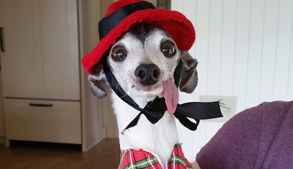 zappa the italian greyhound