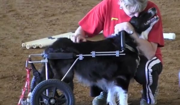 Zip the border collie