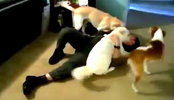three dogs reunite with soldier