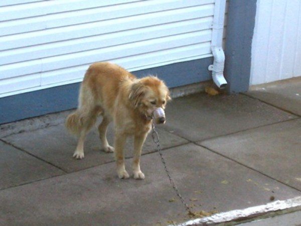 Neighbors Save Chained Dog When No One Else Would