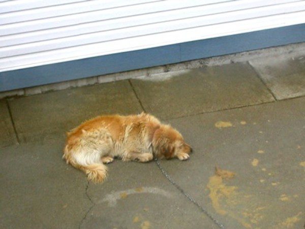 alfie-5