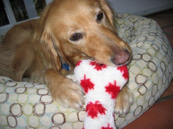 alfie-9