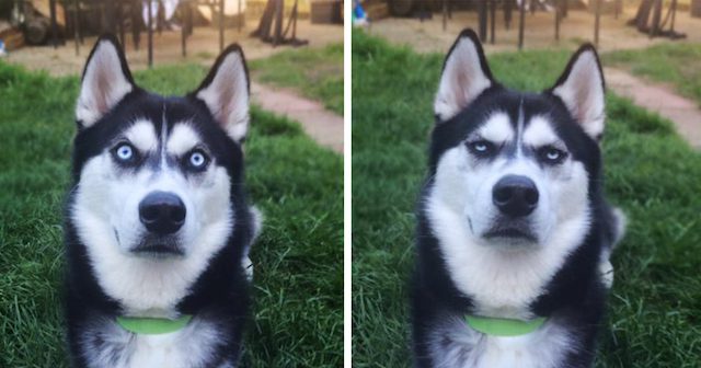 anuko the husky