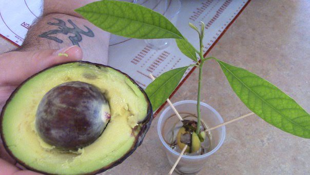 avocado plant growing