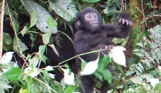 Baby Gorilla Practices Pounding His Chest With Adorable Results
