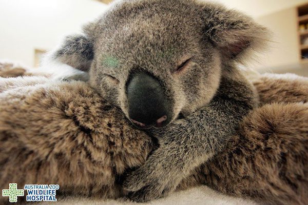baby-koala-mom-surgery-1