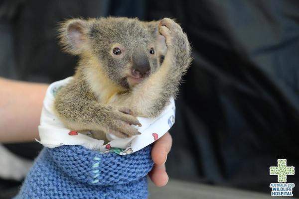 baby-koala-mom-surgery-2