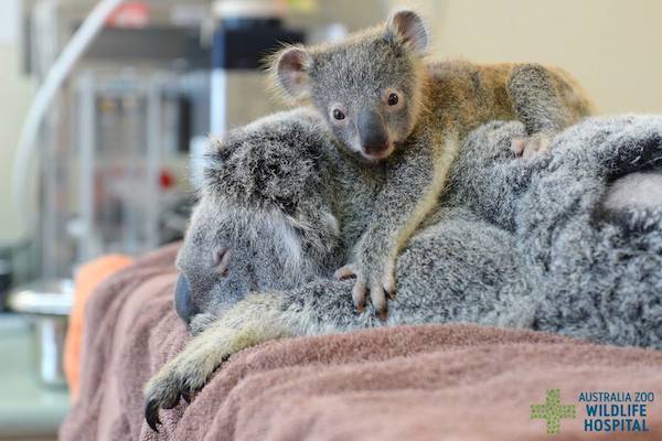 baby-koala-mom-surgery-3