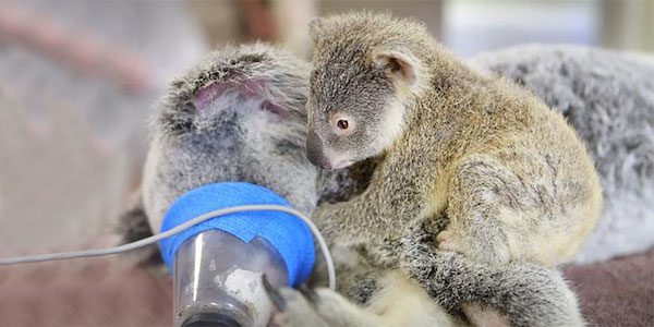 baby-koala-mom-surgery-4