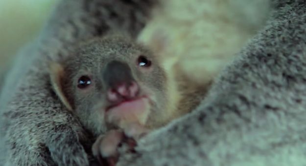 baby koala meets mom