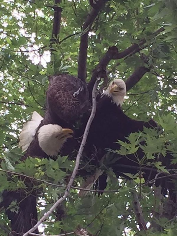 bald eagles fighting