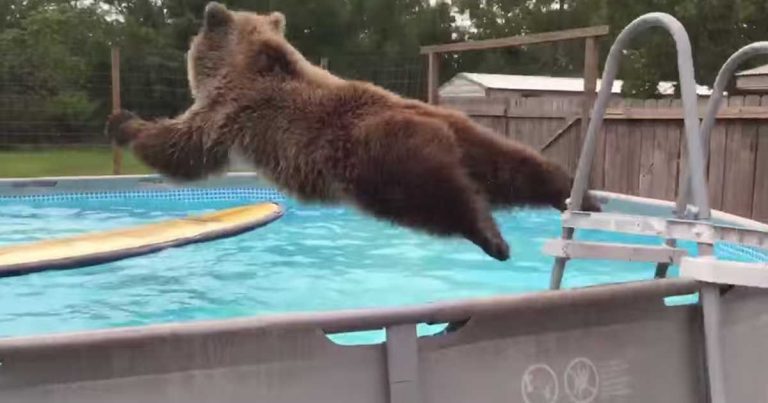 bear belly flops into pool